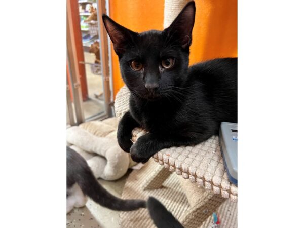 Domestic Short Hair CAT Male Black 3552 Petland Norwin, PA