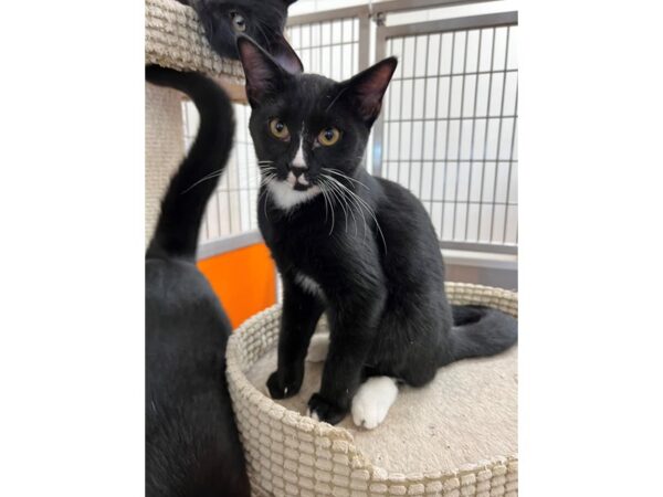 Domestic Short Hair CAT Male Brown and White Tabby 3554 Petland Norwin, PA