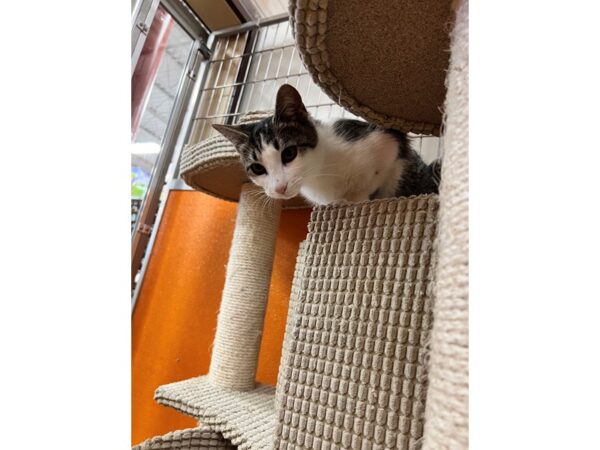 Domestic Short Hair CAT Male Brown Tabby with White 3555 Petland Norwin, PA