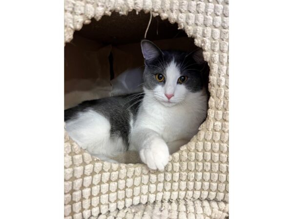 Domestic Short Hair CAT Male Gray and White 3560 Petland Norwin, PA