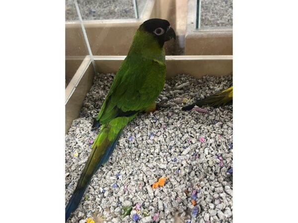 Nanday Conure-BIRD---3499-Petland Norwin, PA