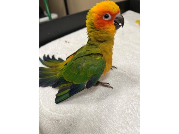 Sun Conure-BIRD---3545-Petland Norwin, PA