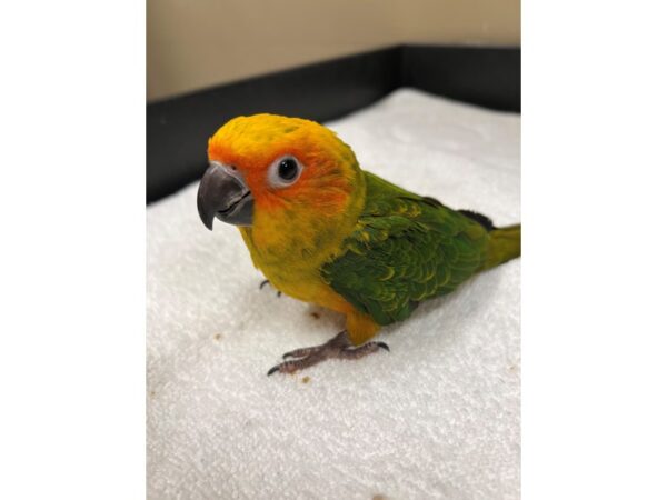 Sun Conure-BIRD---3544-Petland Norwin, PA