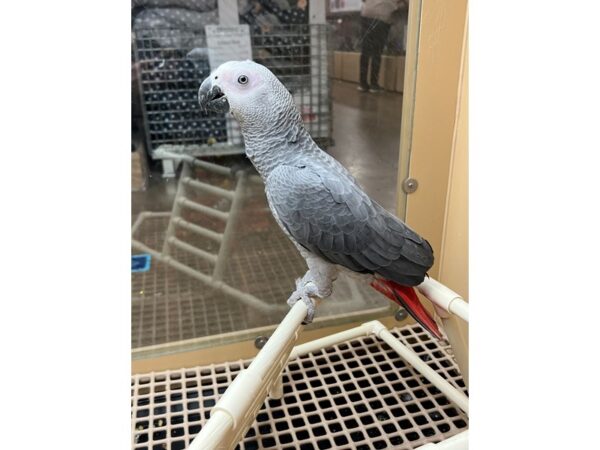 African Grey-BIRD---3539-Petland Norwin, PA