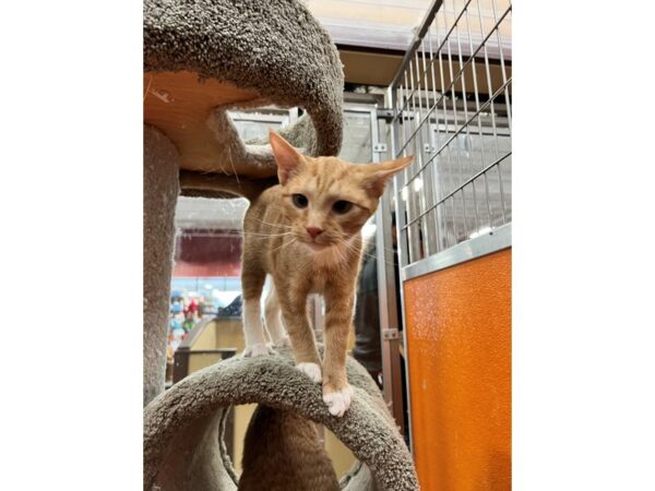 Domestic Short Hair CAT Male Orange and White 3567 Petland Norwin, PA