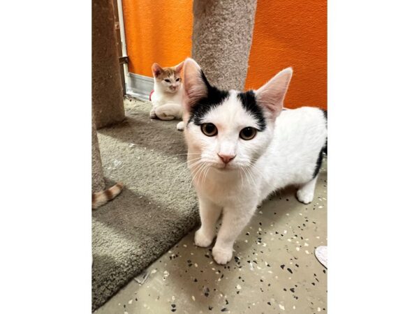 Domestic Short Hair CAT Female White with Black 3568 Petland Norwin, PA