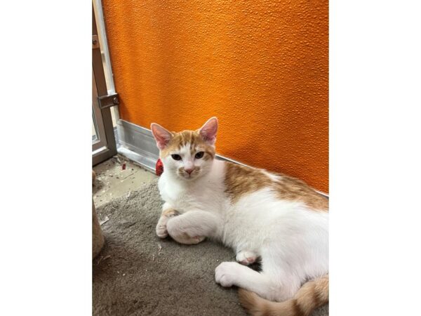 Domestic Short Hair CAT Male Orange and White 3569 Petland Norwin, PA