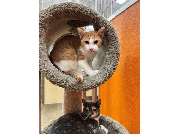 Domestic Short Hair CAT Male Orange and White 3570 Petland Norwin, PA