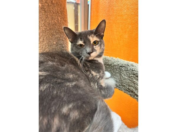 DSH Cat-CAT-Female-Dilute Calico-3527-Petland Norwin, PA