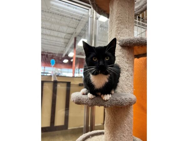 Domestic Short Hair CAT Male Black and White 3571 Petland Norwin, PA