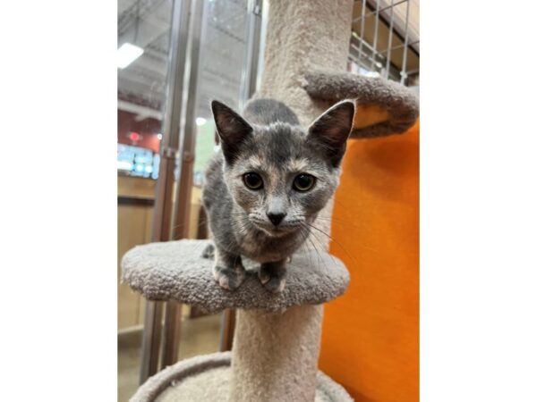 Domestic Short Hair CAT Female Blue Cream 3572 Petland Norwin, PA