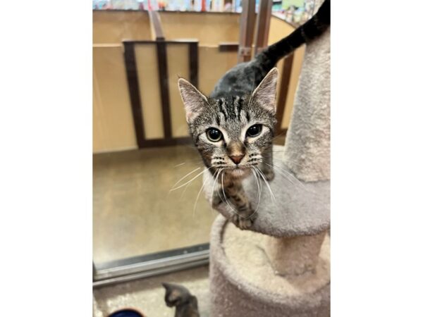 Domestic Short Hair CAT Female Brown Tabby 3573 Petland Norwin, PA