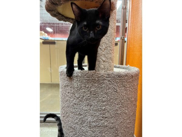 Domestic Short Hair CAT Male Black 3575 Petland Norwin, PA