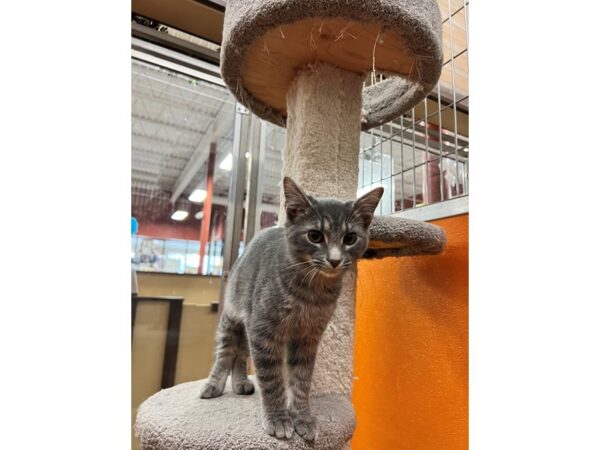 Domestic Short Hair CAT Male Gray Tabby 3576 Petland Norwin, PA