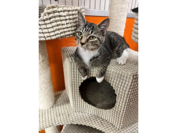 Domestic Short Hair CAT Male Brown Tabby with White 3578 Petland Norwin, PA