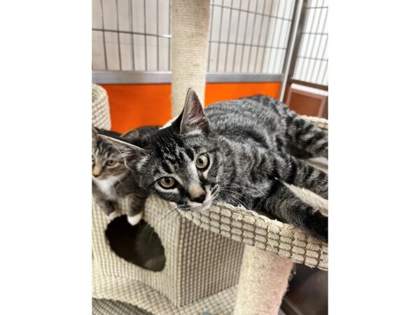 Domestic Short Hair CAT Male Brown Tabby 3579 Petland Norwin, PA