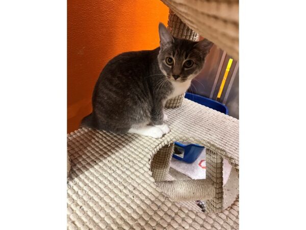 Domestic Short Hair CAT Female Gray Tabby 3580 Petland Norwin, PA