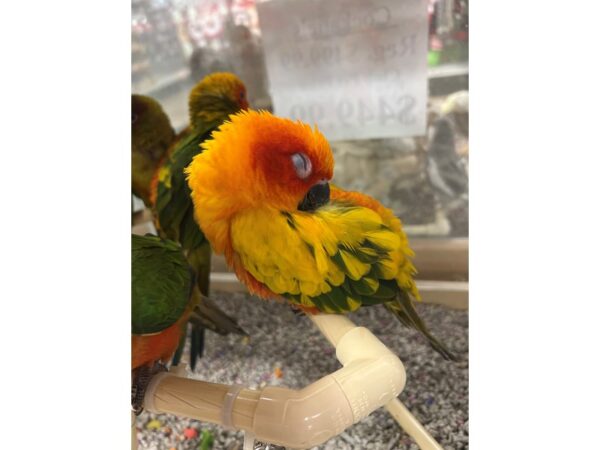 Sun Conure BIRD 3543 Petland Norwin, PA