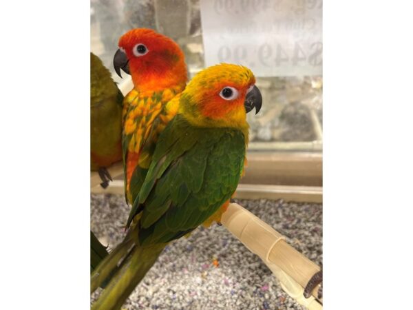 Sun Conure-BIRD---3541-Petland Norwin, PA