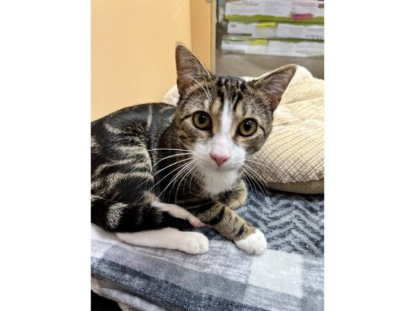 Domestic Short Hair CAT Male Brown Tabby with White 3582 Petland Norwin, PA