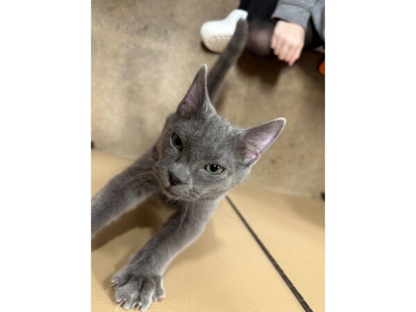 Domestic Short Hair CAT Male Grey 3583 Petland Norwin, PA