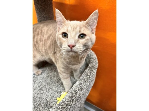 Domestic Short Hair CAT Male Buff and White 3584 Petland Norwin, PA