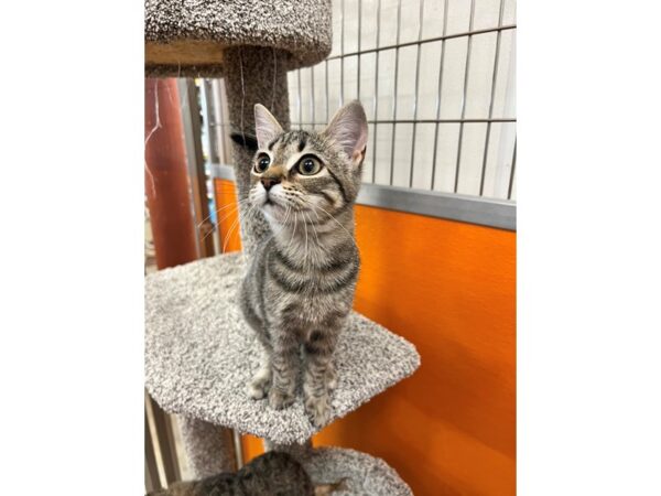 Domestic Short Hair CAT Female Torbie 3587 Petland Norwin, PA