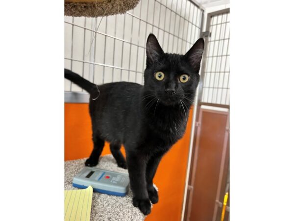 Domestic Short Hair-CAT-Male-Black-3588-Petland Norwin, PA