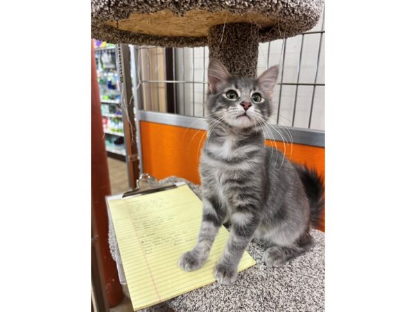 Domestic Long Hair-CAT-Male-Grey Tabby-3589-Petland Norwin, PA