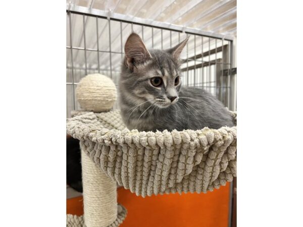 Domestic Short Hair CAT Female Grey and White Tabby 3590 Petland Norwin, PA