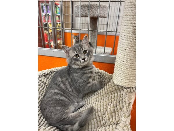 Domestic Short Hair CAT Female Gray and White Tabby 3591 Petland Norwin, PA