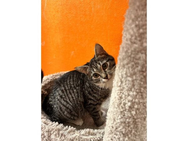 Domestic Short Hair CAT Female Brown Tabby 3592 Petland Norwin, PA