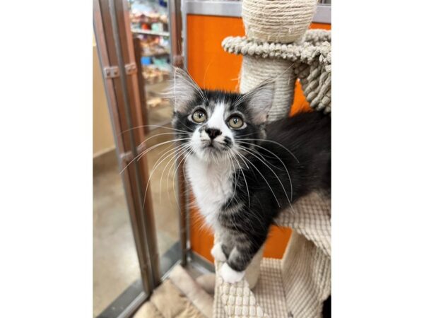 Domestic Long Hair CAT Female Black and White 3593 Petland Norwin, PA