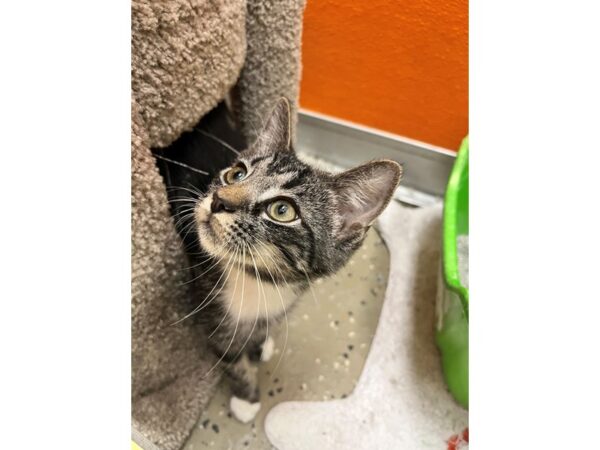 Domestic Long Hair-CAT-Male-Black and White-3594-Petland Norwin, PA