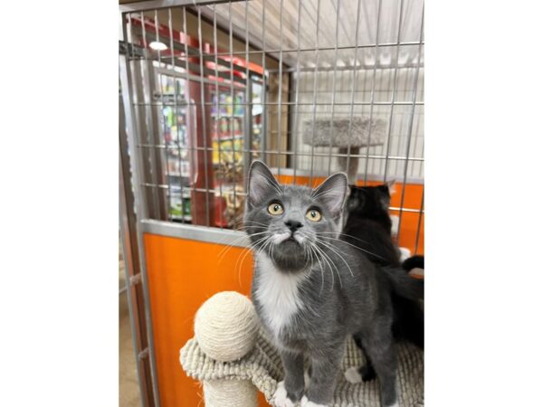 Domestic Long Hair CAT Female Gray and White 3595 Petland Norwin, PA