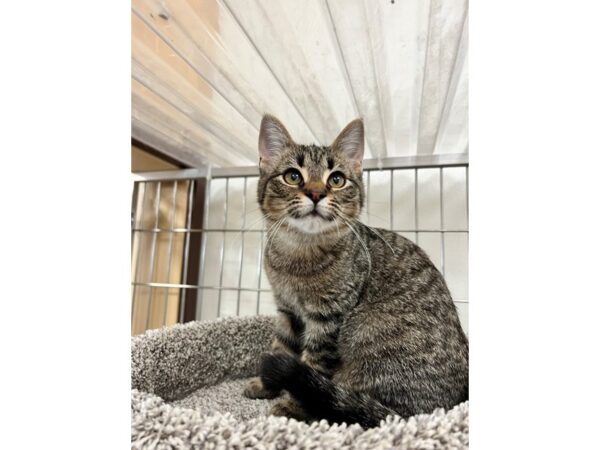 Domestic Short Hair CAT Female Brown Tabby 3596 Petland Norwin, PA