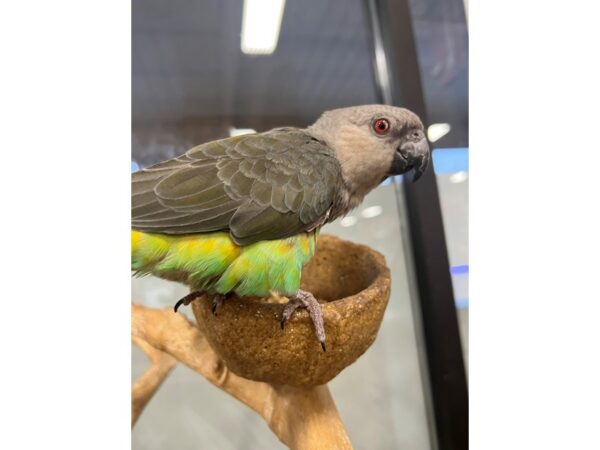 red belly parrot-BIRD-Male--3367-Petland Norwin, PA