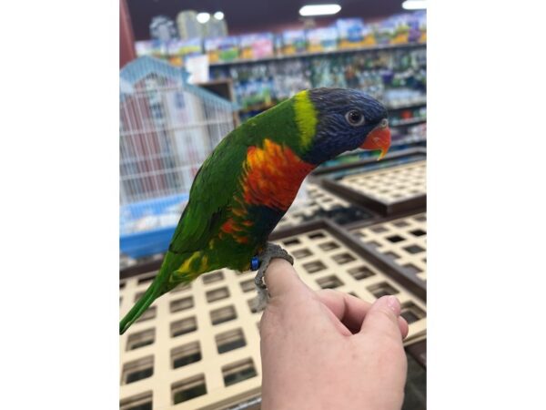 Rainbow Lory BIRD 3481 Petland Norwin, PA