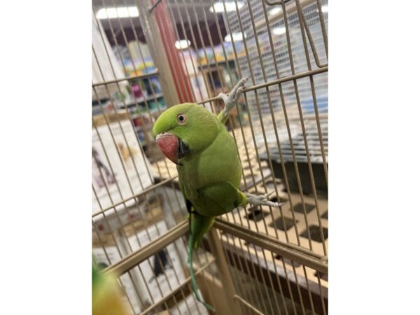 Green Indian Ringneck Parakeet-BIRD---3421-Petland Norwin, PA