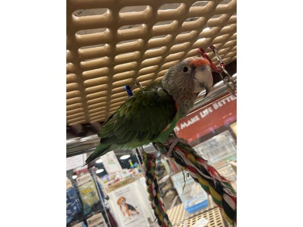 Cape Parrot-BIRD---3351-Petland Norwin, PA