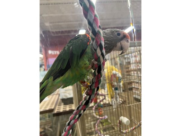 Cape Parrot-BIRD---3349-Petland Norwin, PA