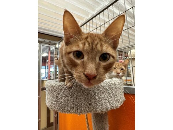 Domestic Short Hair CAT Male Orange/White- Tabby 3609 Petland Norwin, PA