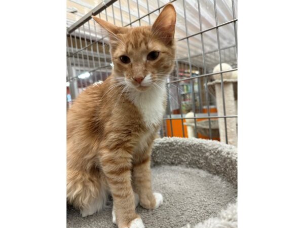 Domestic Long Hair-CAT-Male-Orange/White-3607-Petland Norwin, PA