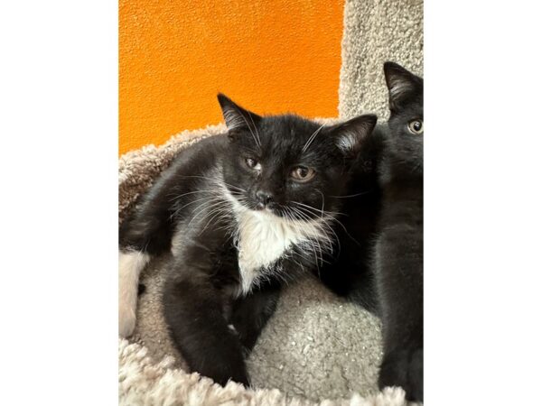 Domestic Short Hair CAT Male Black/White 3605 Petland Norwin, PA