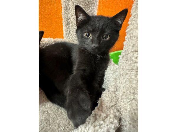 Domestic Short Hair CAT Male Black 3606 Petland Norwin, PA