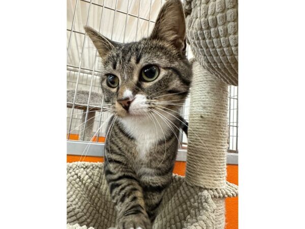 Domestic Short Hair-CAT-Female-Brown/White Tabby-3614-Petland Norwin, PA