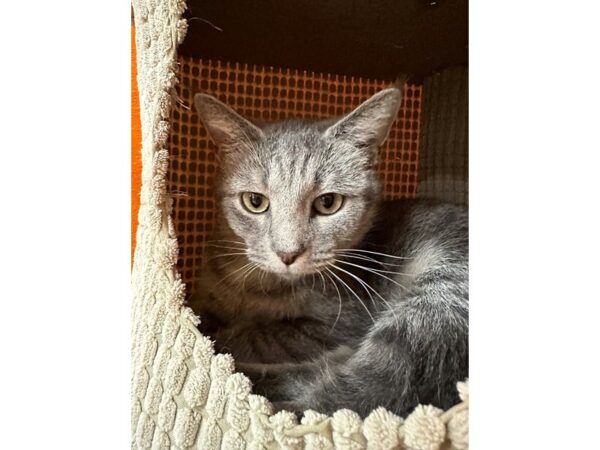 Domestic Short Hair CAT Female Grey/White Tabby 3613 Petland Norwin, PA