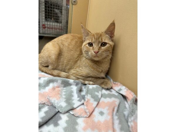 Domestic Short Hair CAT Female Orange/White 3597 Petland Norwin, PA