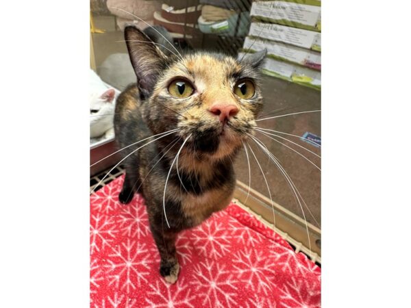 Domestic Short Hair CAT Female Tortishell -black/tan 3599 Petland Norwin, PA