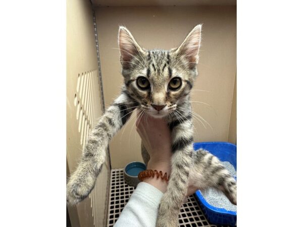 Domestic Medium Hair CAT Male Tabby- brown/grey 3602 Petland Norwin, PA